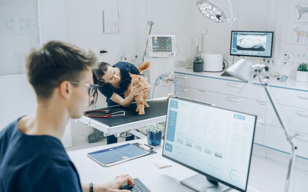 Tierärztin behandelt im Hintergrund Katze, im Vordergrund arbeitet Tierarzt an Computer