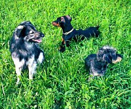 Unsere Hundetrio