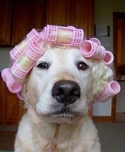 Hundesalon für alle "FELLE" Logo