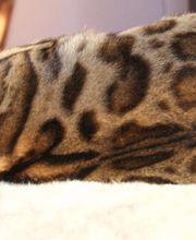 Bengalkatzen-zucht Logo