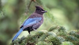 Blue and black bird perched on evergreen branches with a blurred green background.