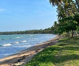 Praia com mar azul, areia, vegetação e coqueiros ao fundo, sob um céu claro e ensolarado.