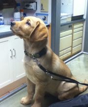 Kleintierpraxis Dr. Schmuck Logo