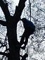 Person klettert in einem kahlen Baum bei Tageslicht.