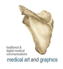 Eine Zeichnung eines Schulterblatts daneben der Text "medical art and graphics".
