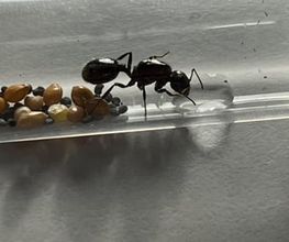 Eine Ameise in einem Reagenzglas neben Körnern und Wassertropfen.