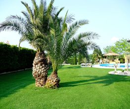 Zwei Palmen vor Rasenfläche, im Hintergrund ein Pool mit Pavillon und grüner Hecke.