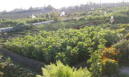 Huerta con parcelas de cultivos verdes y flores naranjas bajo un cielo despejado.