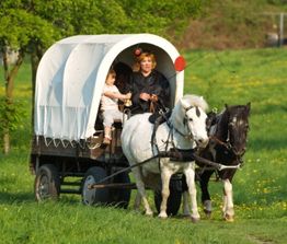 Eine Pferdekutsche mit weißem Dach fährt durch eine grüne Wiese, gelenkt von einer Person vorne.