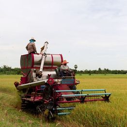A combine harvester in a rice field with workers wearing hats under a cloudy sky.