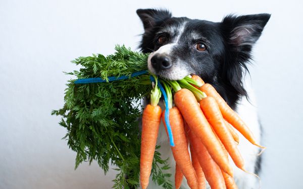 Haustiergesundheit: Effektiver Schutz vor Parasiten