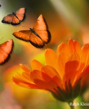 Ralph Klein Fotodesign Logo