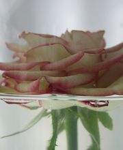 Blumen-Art-Design Logo