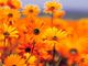 Orange Blumen blühen auf einem Feld unter blauem Himmel.
