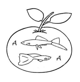 Zwei Fische in Apfelform mit Blättern, daneben Buchstabe A.