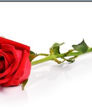 Rosenbaum Webdesign und Übersetzungsservice Logo