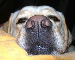 Nahaufnahme eines schlafenden Labradors mit Fokus auf die Nase.