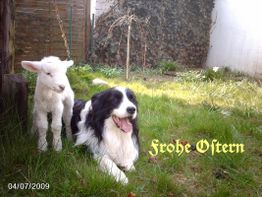 Lamm und Hund im Gras mit "Frohe Ostern" Schriftzug.