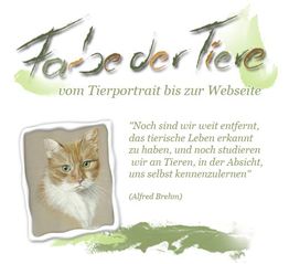 Ein Katzenporträt mit dem Text: "Farbe der Tiere, vom Tierportrait bis zur Webseite."