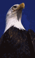 Weißkopfseeadler vor blauem Himmel, Kopf nach links erhoben.