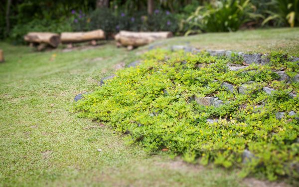 In einem Garten ist eine kleine Abgrenzung mit Steinen durch die Bodendecker durchdringen.