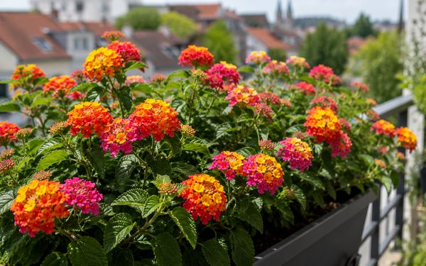 Ein Balkonkasten bepflanzt mit Lantana hängt an einem Geländer.