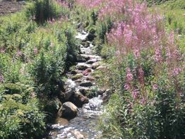 Bach fließt durch grüne Wiese mit pinken Blumen an einem sonnigen Tag.