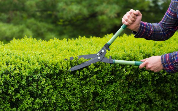 Eine Person scheidet eine Hecke mithilfe einer Heckenschere.