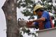 Worker in safety gear cuts tree branch with chainsaw from a bucket lift.
