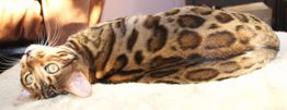 Bengalkatze liegt auf dem Rücken, zeigt ihr geflecktes Fell und schaut neugierig in die Kamera.