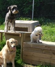 Hundepension Göppingen