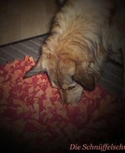 Die Schnüffelschnuten Logo