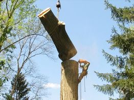 Tree worker cutting large branch, rope and crane holding log, surrounded by trees, clear sky.