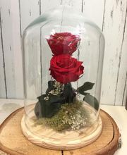 Rosas rojas en campana de cristal sobre base de madera, decoradas con musgo y flores secas.