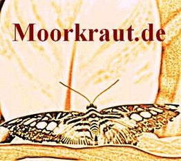 Schmetterling vor stilisiertem Hintergrund mit "Moorkraut.de" in roter Schrift darüber.
