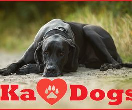 Ka-Dogs Logo