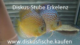 Zwei bunte Diskusfische schwimmen im Aquarium. Text: Diskus-Stube Erkelenz.