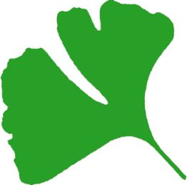 Grünes Ginkgoblatt auf weißem Hintergrund, einfach und stilisiert dargestellt.