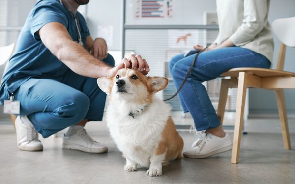 Hund wird vom Tierarzt gestreichelt