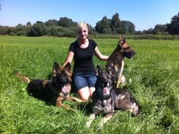 Eine Person sitzt auf einer Wiese mit drei Deutschen Schäferhunden an einem sonnigen Tag.