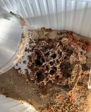 Nahaufnahme eines Sandkastens mit Sand und einem porösen, klumpigen Gebilde in der Mitte.