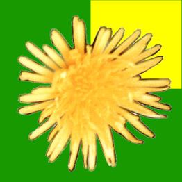 Gelbe Blume vor zweifarbigem Hintergrund: grün und gelb.