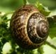 Braune Schnecke mit gemustertem Gehäuse auf einem grünen Blatt.