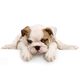 Bulldog puppy lying down with paws stretched out, looking forward with a playful expression.