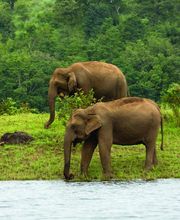 Elefanten im Periyar National Park