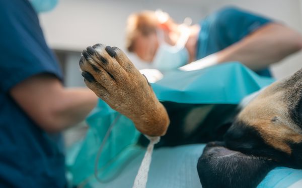 Ein Hund liegt auf einem Operationstisch, während zwei Chirurgen, die Operation durchführen.