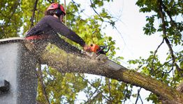 Worker using a chainsaw to cut a tree branch, with sawdust flying around.