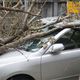A large fallen tree branch on a silver car in front of a wooden fence.