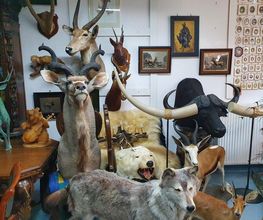 Jagdtrophäen ankauf deutschlandweit