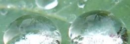 Zwei große Wassertropfen auf einem Blatt mit grüner, unscharfer Hintergrundansicht.